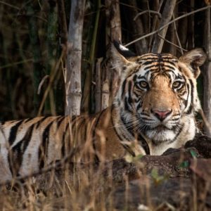 India wildlife Tour | Wildlife Tour India | Tigers Photography Tours India