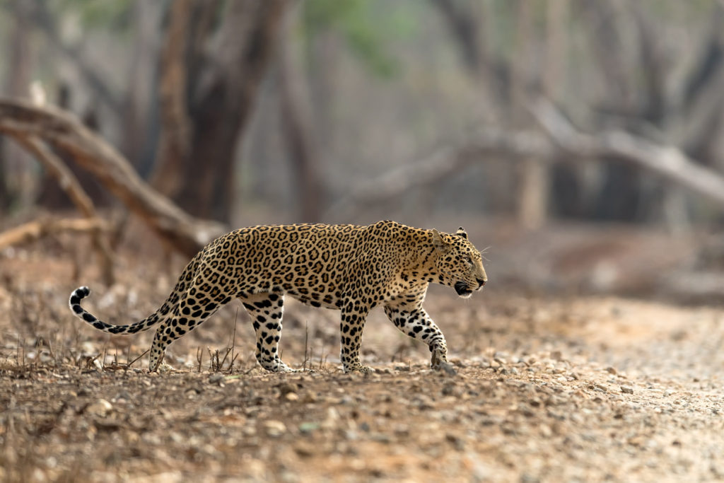 India Wildlife Photo tour | wildlife Photography Tours India | Tiger safari India