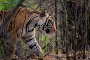 Golden Triangle tour with tiger safari