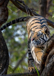 Golden Triangle Tour with Tiger Safari- Golden Triiangle Tour with Ranthambore