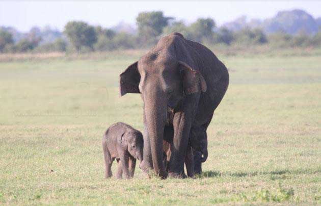 Twin baby elephant | Sri Lanka Tour Package