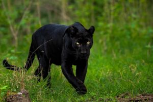 Black Panther Tour India | Black leopard Tour | Black panther photo tour
