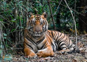 Tigers Tour India | Wildife Photography Tour India | Tiger Safari India