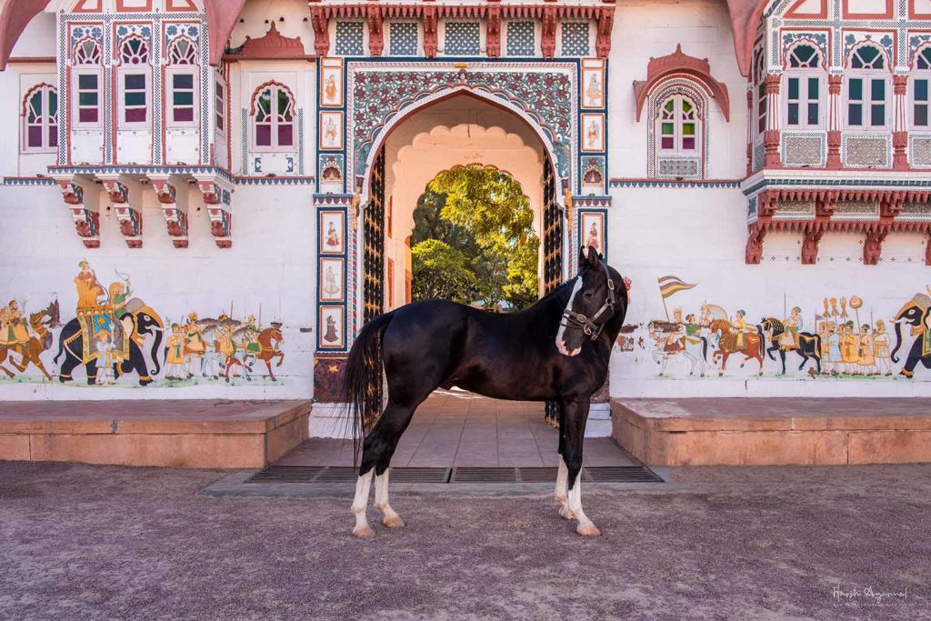 equine photography India | Equine photography tour India